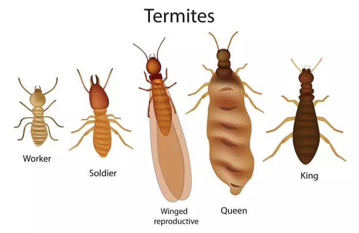 Are termites common in Pakistan