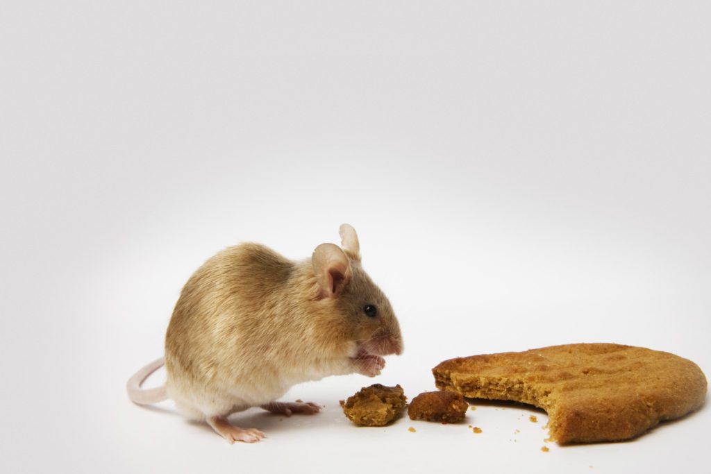 How long can a mouse live without food