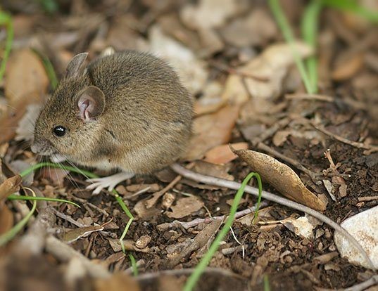 What's the lifespan of a field mouse