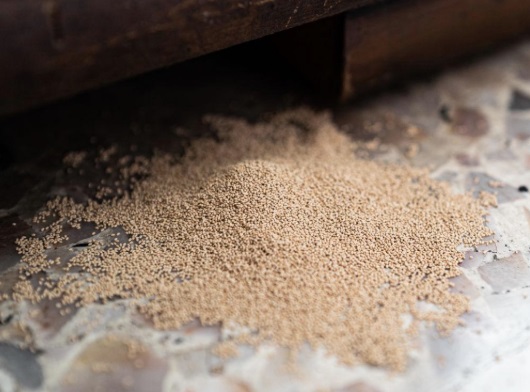 frass or deemak droppings near woodwork