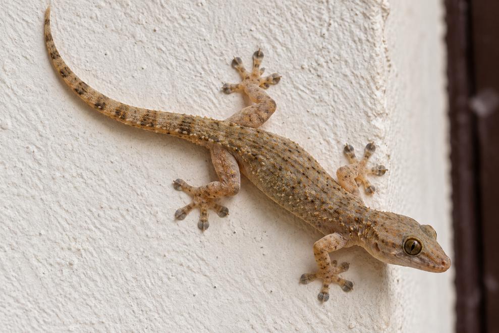 Lizard Control Services in Pakistan